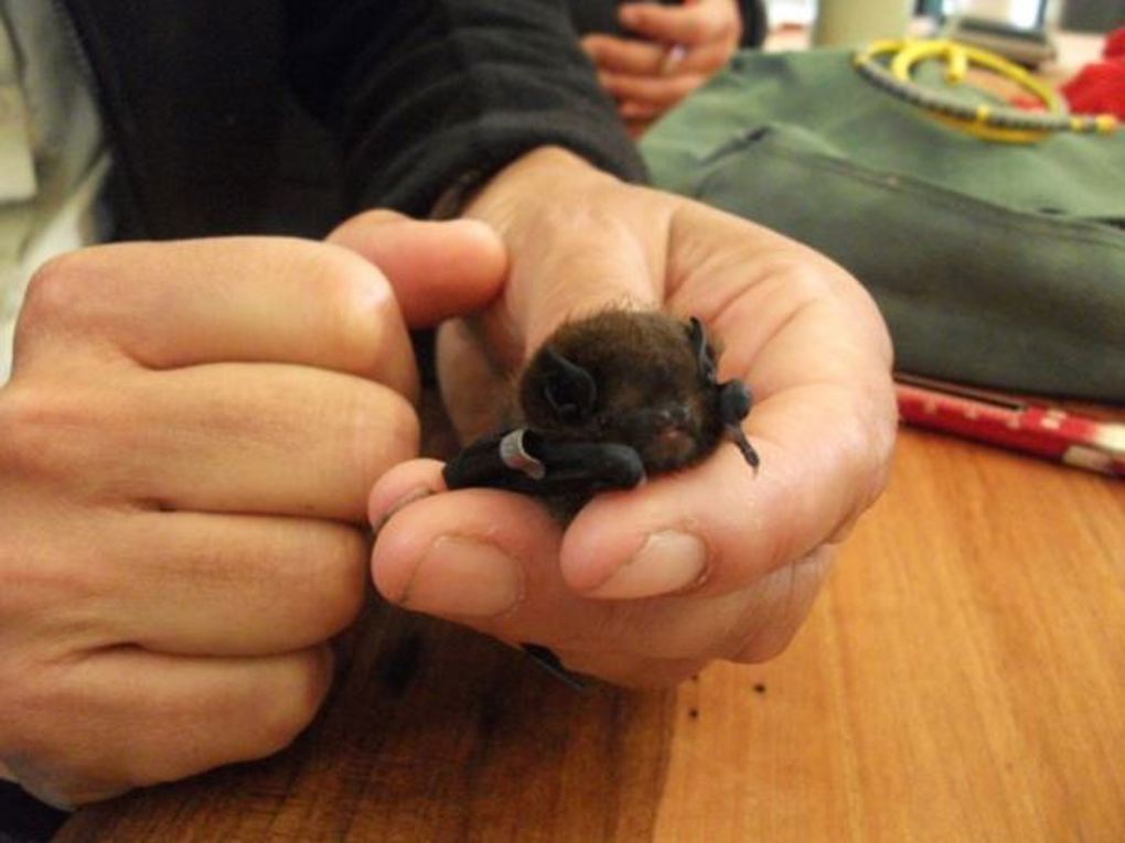 Bat