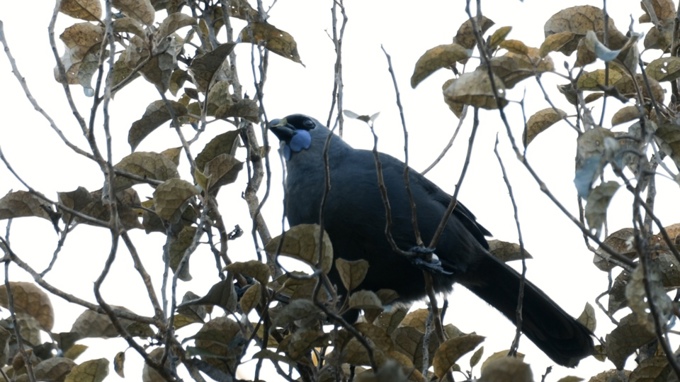 Kokako1