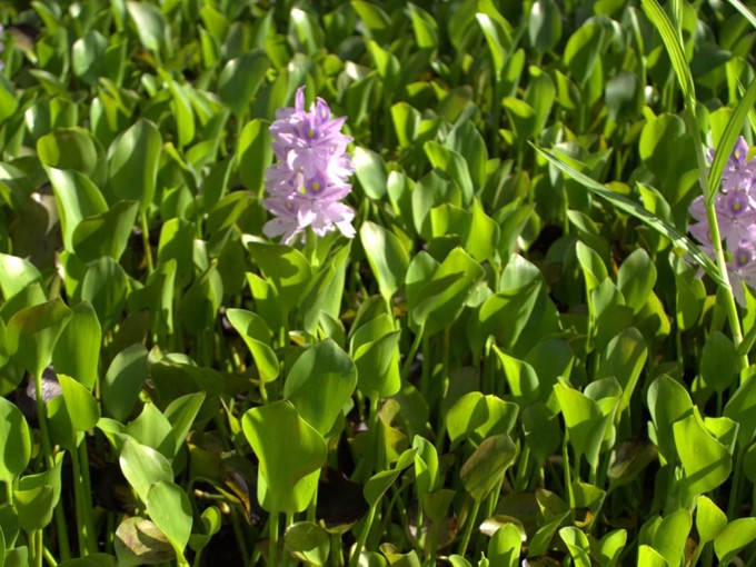 Water Hyacinth