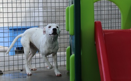 Corriedale tile image