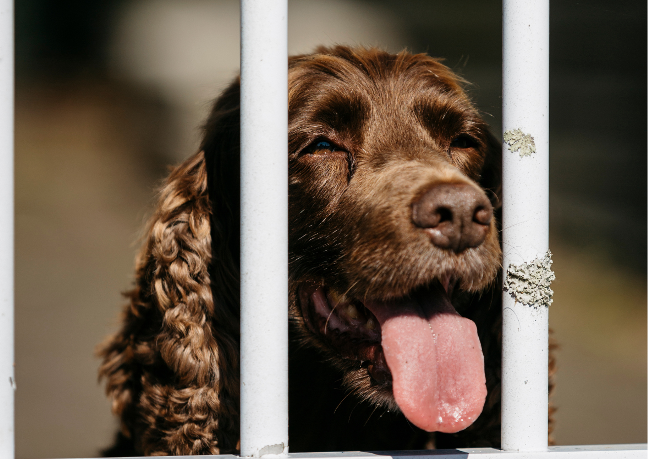 Dog with tongue out.