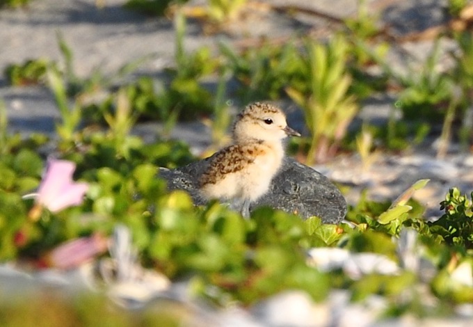 Summer shorebirds