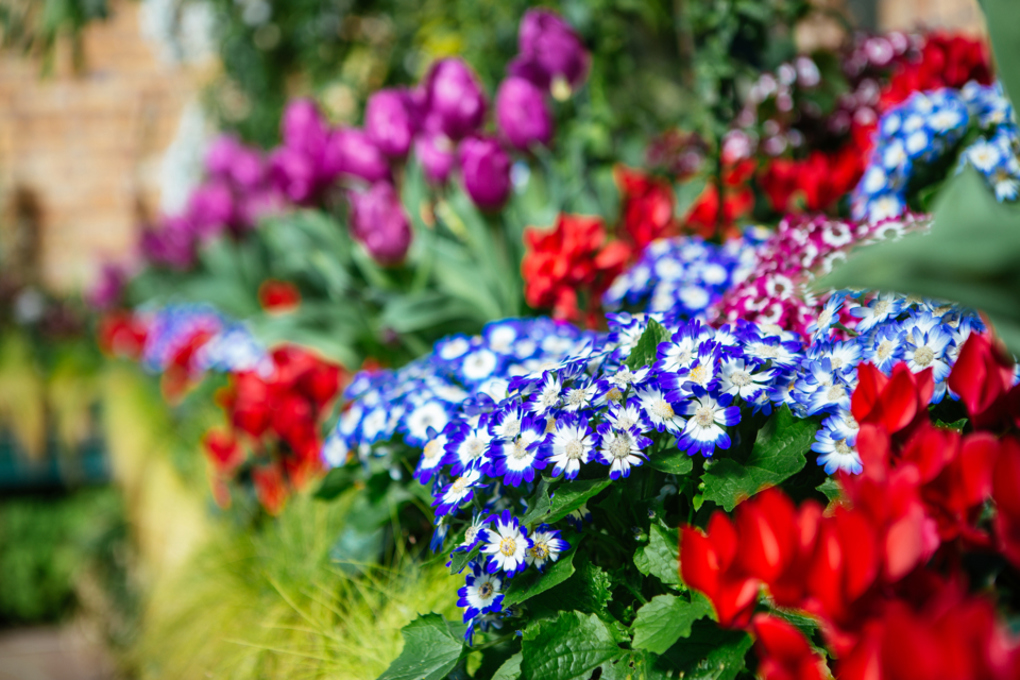 Gardening tips from Auckland’s Wintergardens team (2)