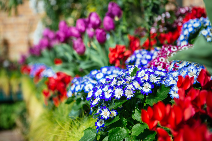 Gardening tips from Auckland’s Wintergardens team (2)