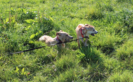 Thai (ADOPTED) tile image