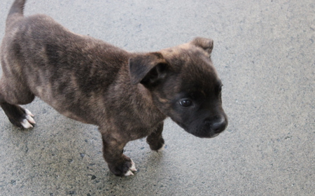 Seabiscuit tile image