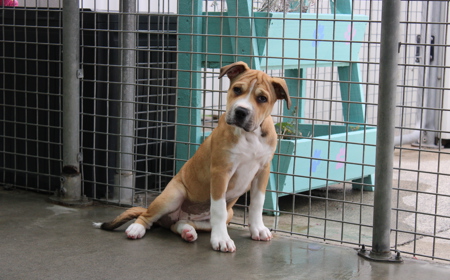 Suffolk (ON HOLD) tile image