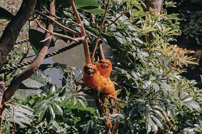 OA Zoo 21922 (64 Of 206) 1