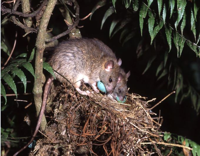 Bring back the music 2 - photo credit David Mudge Nga Manu Images.JPG