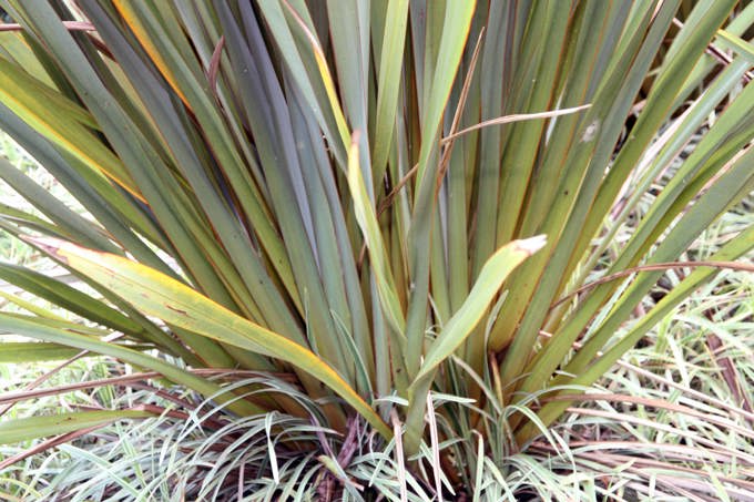 Phormium tenax_fdrq3iwn.jpg
