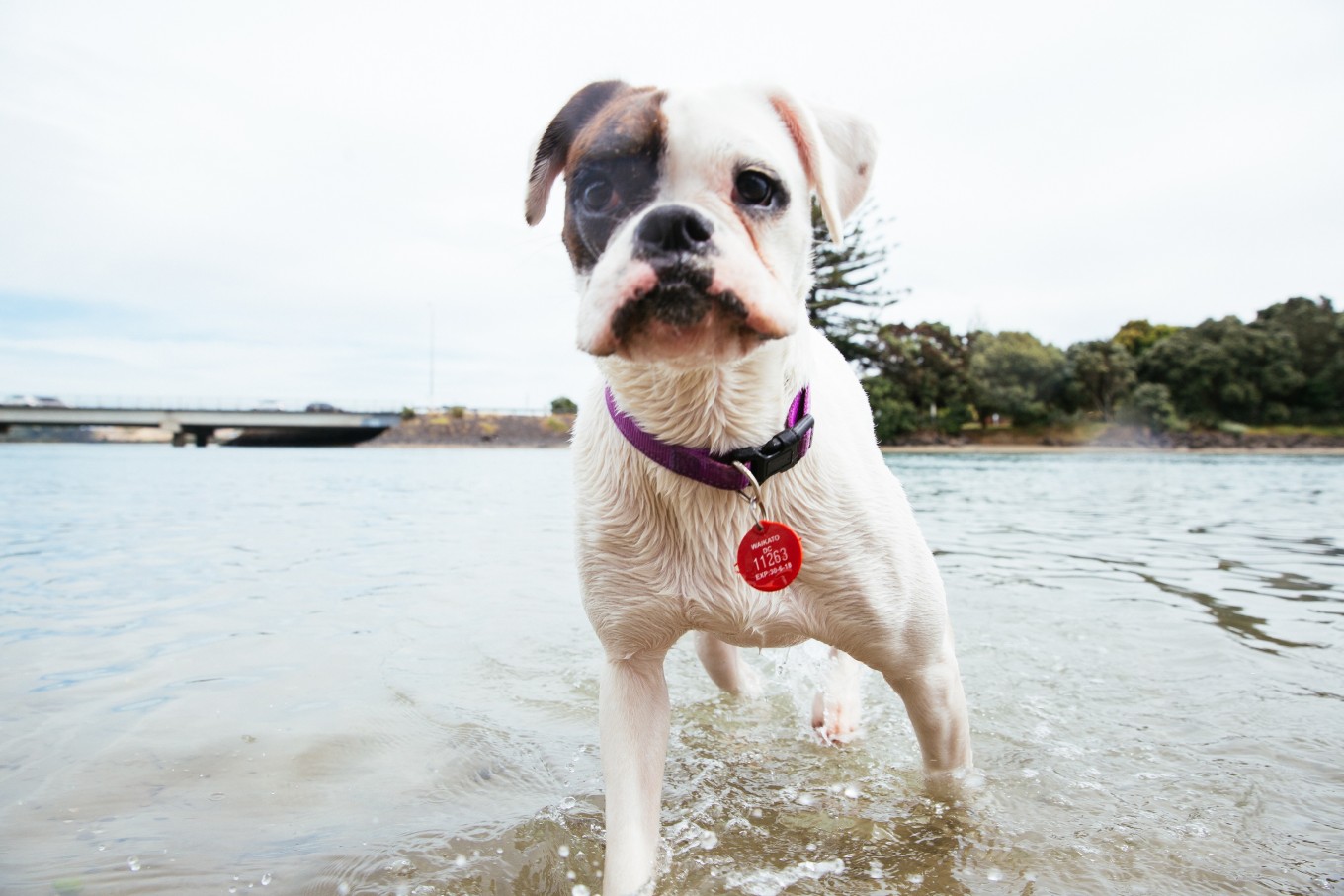 Dog on beach with new red dog tag. 