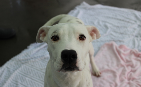 Corriedale tile image