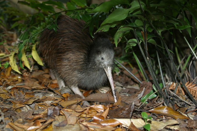 kiwi in hunua ranges.jpg