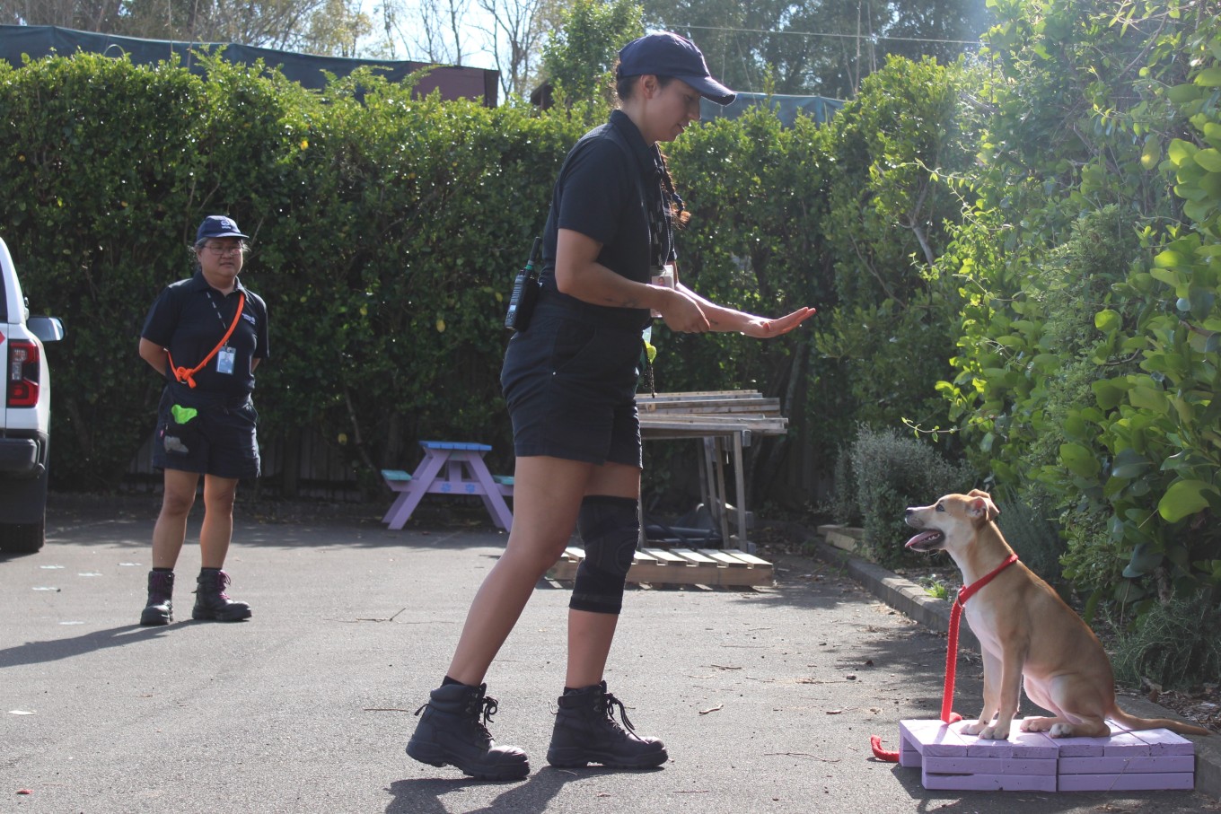 An Animal Management Officer training a centre puppy ready for adoption.
