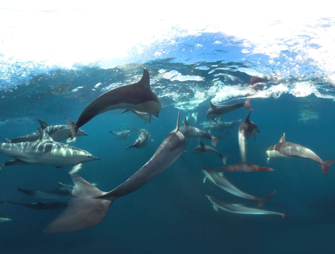 Our Auckland NZ-VR Dive Beneath the Surface_kszppgf5.png