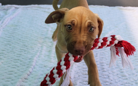 Yarrow (ON HOLD) tile image
