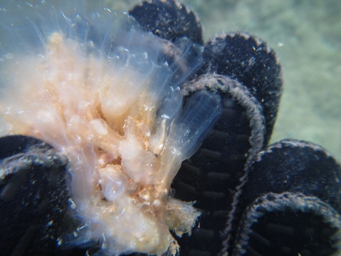 Marine invader found in Great Barrier Island waters
