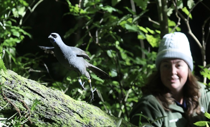 Project Lead Miranda Bennett releasing kōkako at Maungatautari Sanctuary