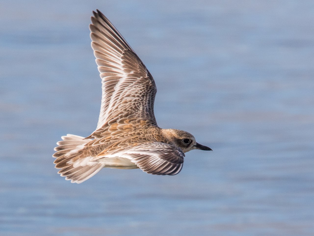 A dotterel in flight. 