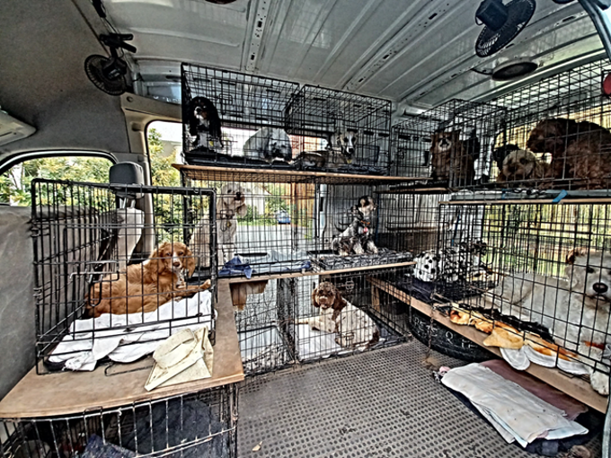 Crated dogs waiting in van for transport
