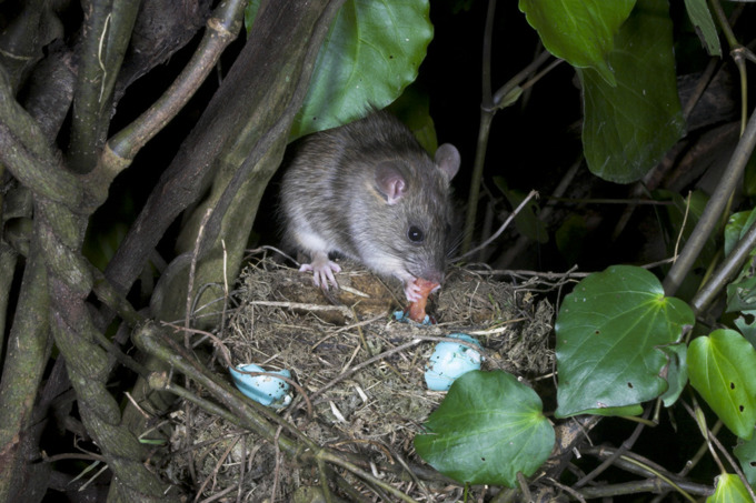 Pest Free Kaipatiki leads the way to a better future (2)