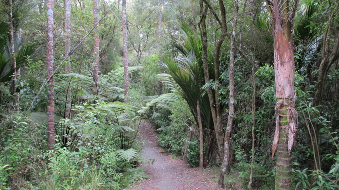 The hidden gems that are urban forests 2