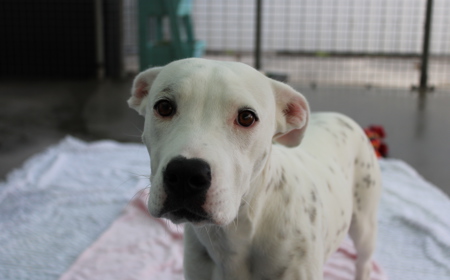 Corriedale tile image