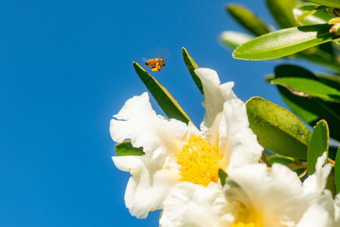 Botanic Gardens Image 8