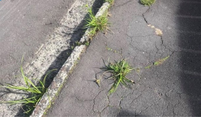 Explainer: Review of weed management in the road corridor