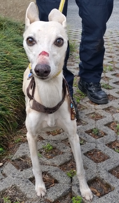 Happy ending for lost dog Chynna