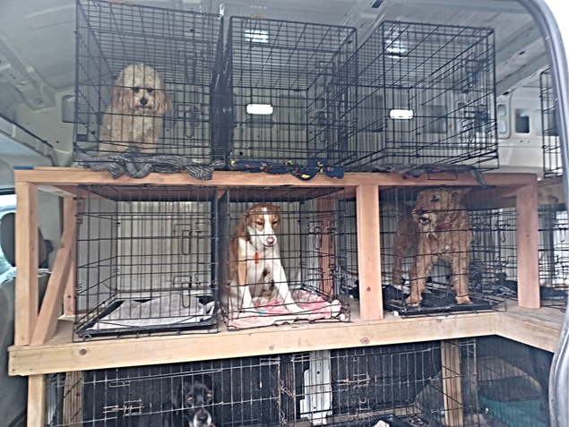 Crated dogs transported to doggy daycare.