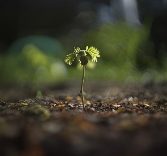 Small Plant Seedling