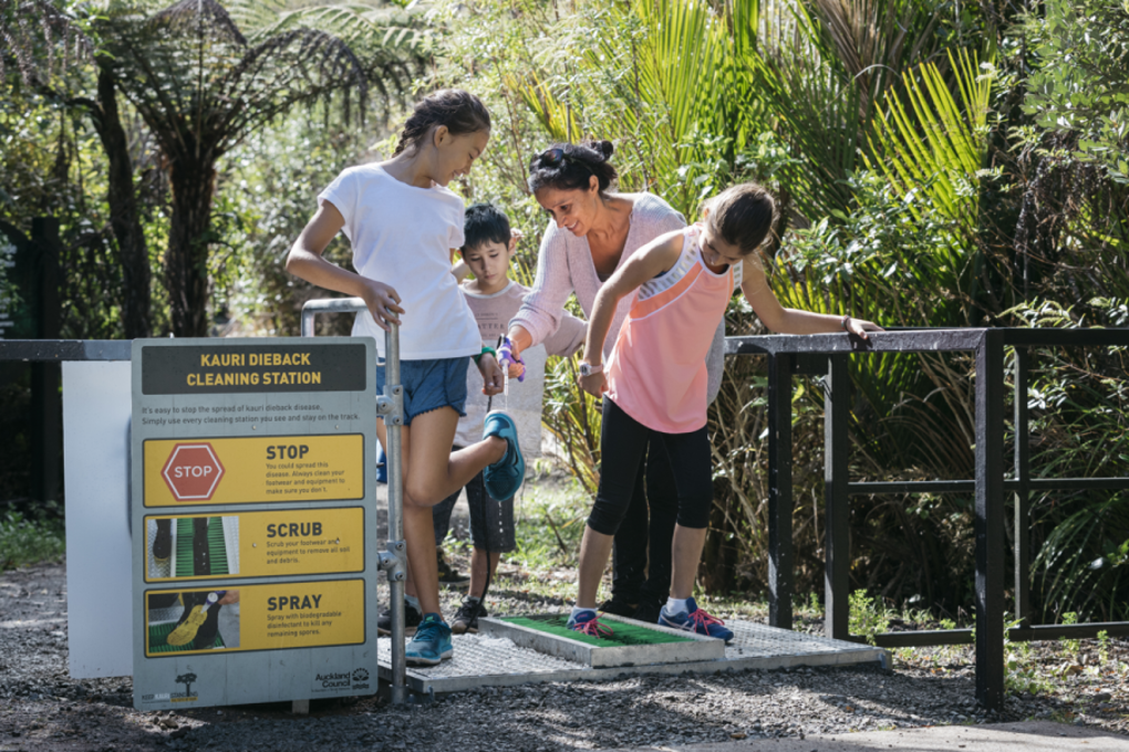 Don’t be a kauri killer this summer