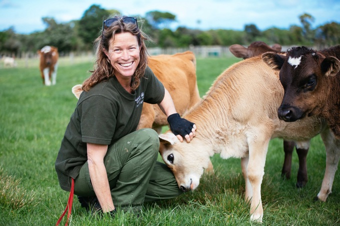 See cow milking up close at Ambury Farm Day