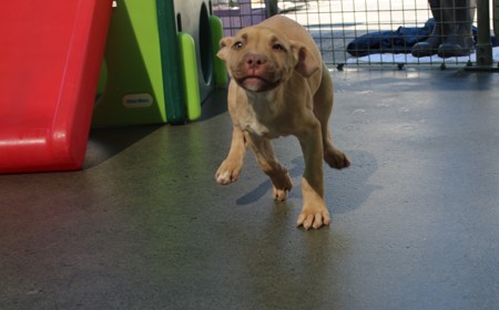 Yarrow (ON HOLD) tile image