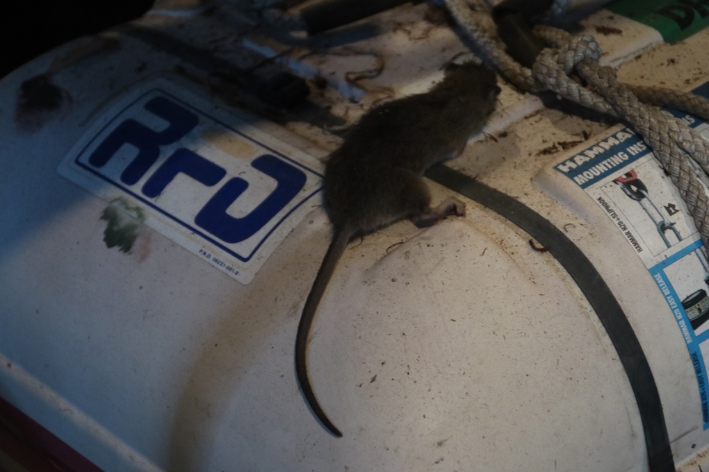 Pest-proofing as boaties prepare to return to the water