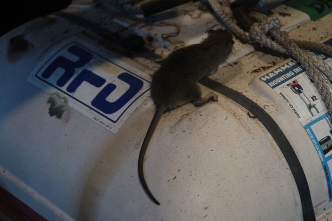 Pest-proofing as boaties prepare to return to the water