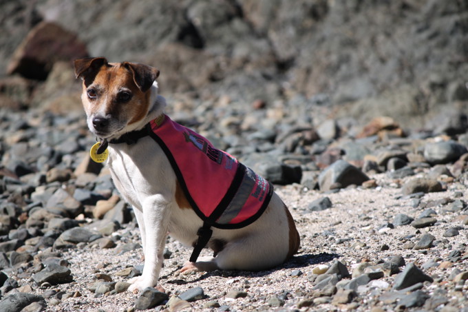 Dog Mission tui2.JPG