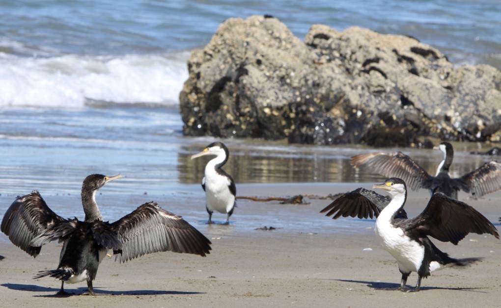 Pied Shag