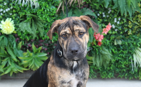 Piplup (ADOPTED) tile image