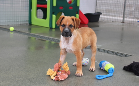 Psyduck (ADOPTED) tile image