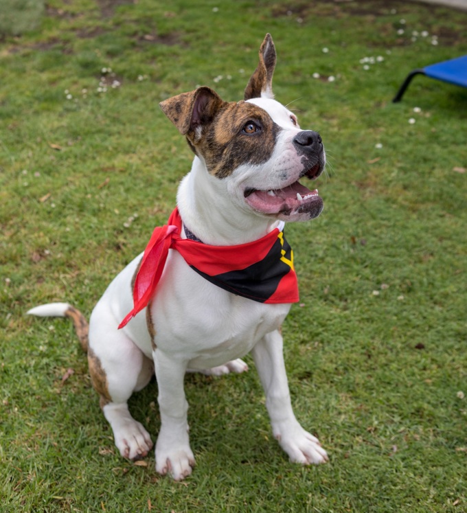 Animal management image 1.JPG