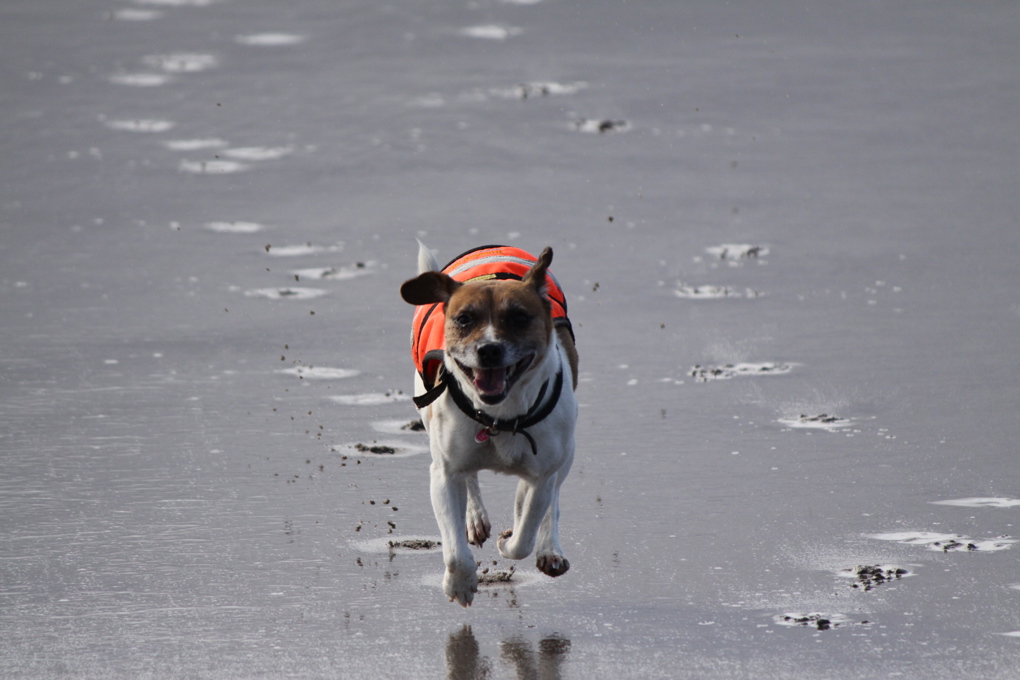 Dog Mission Tui.JPG