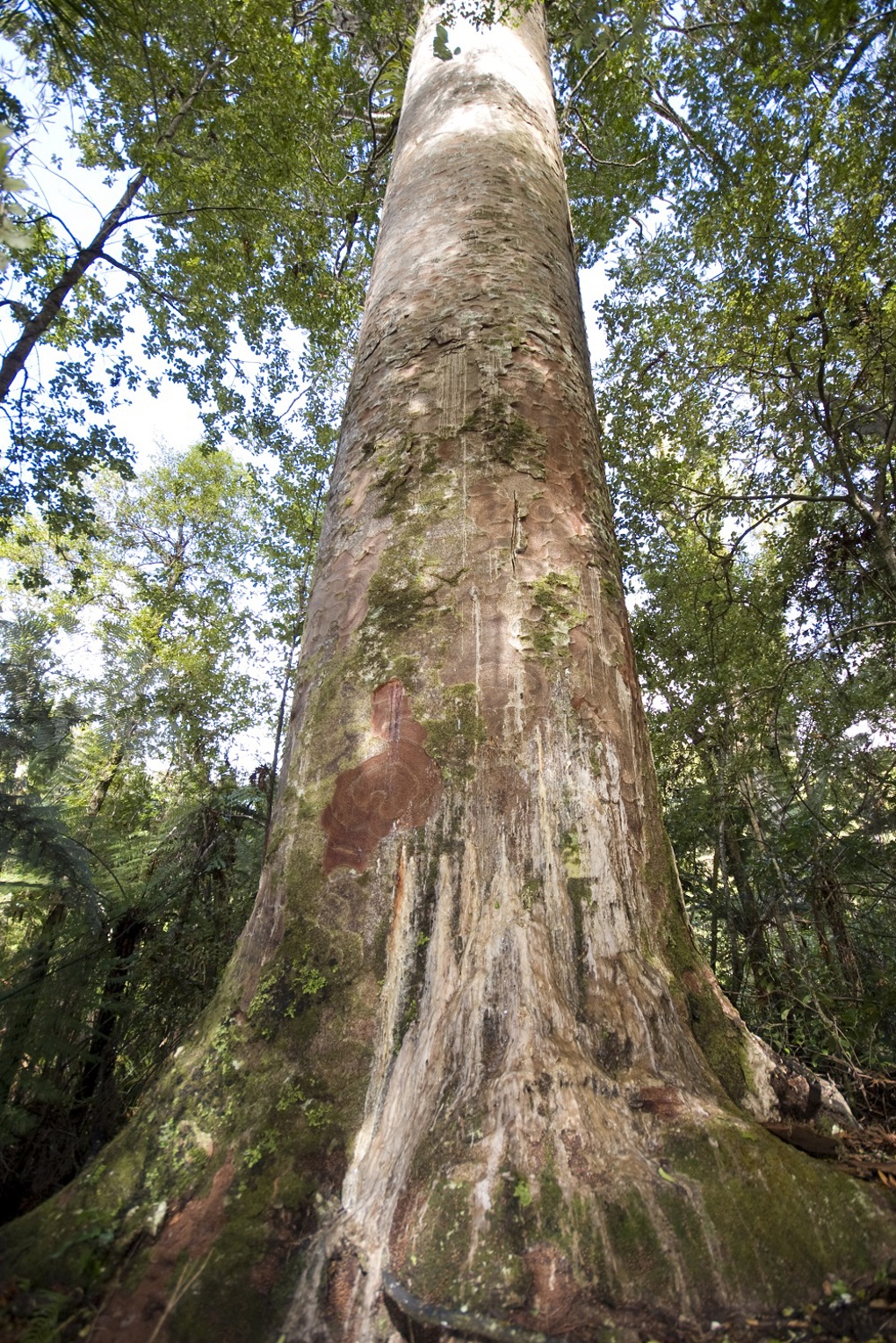 Kauri dieback 4