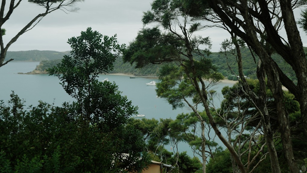 Kawau Is forests