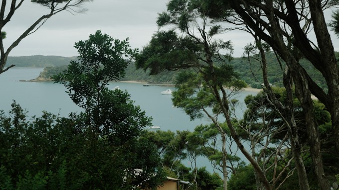 Kawau Is forests