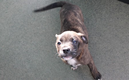 Seabiscuit tile image