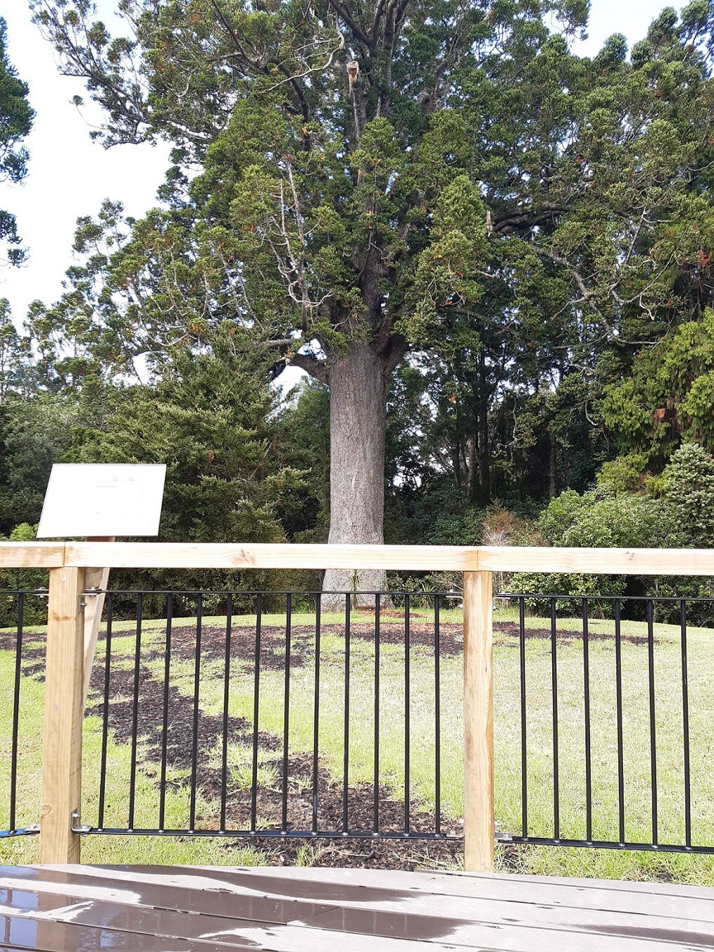 Next steps for kauri tracks in Rodney 2