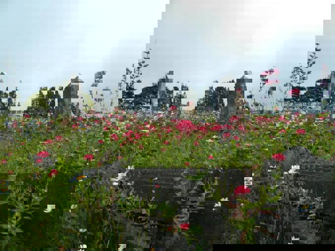 Waikumete Wildflowers (4)