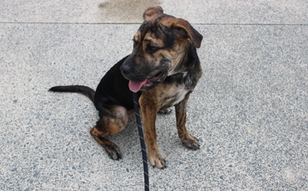 Piplup (ADOPTED) tile image